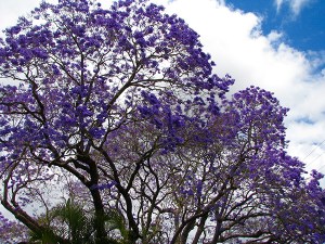 Large jacaranda Sunnybank